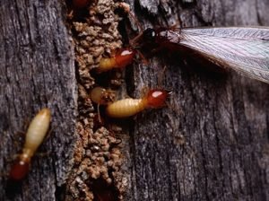 Buzz Kill Pest Control Termite & Mosquito Control