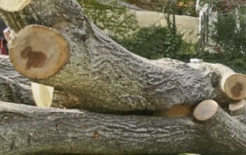 Sanchez Tree Service